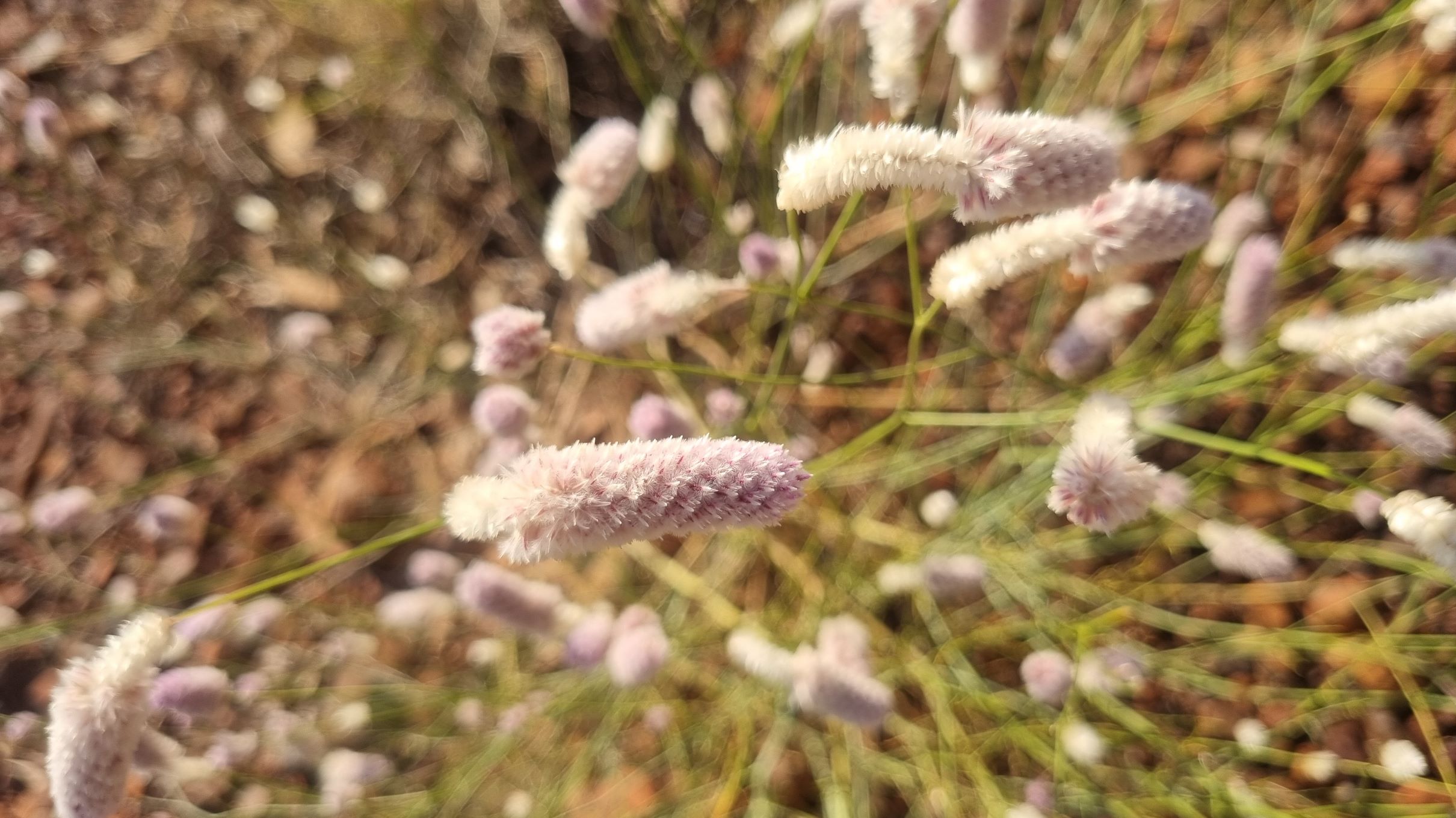 calostachyus